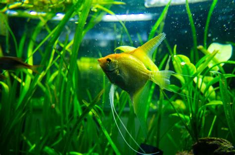 The Best (and Worst) Fish Tanks for Beginners .